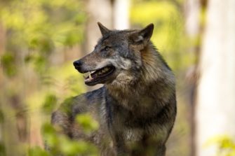 Wölfe – Problemwölfe gibt es nicht