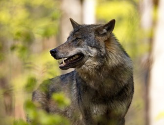Wölfe töten Jagdhund in Brandenburg – Forderung nach Wolfsjagd