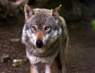 Wolf reißt Pferd im Landkreis Cuxhaven: Sorgen nehmen weiter zu!
