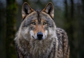 Wolf stirbt bei Unfall – Problemwolf in Niedersachsen nach 14 Rissen verendet