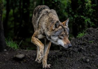 Wölfin in Niedersachsen: Gefahr für Menschen und Tiere