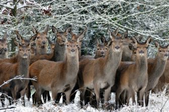 Rotwild – Erzfeind des Erzgebirges?