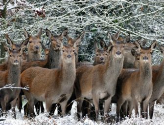 Rotwild – Erzfeind des Erzgebirges?