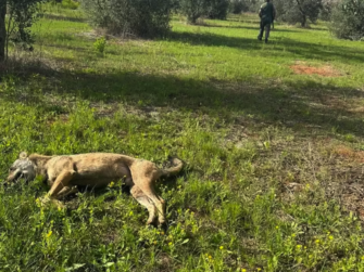 Wolf-Wilderer in Flagranti erwischt