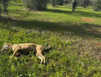 Wolf-Wilderer in Flagranti erwischt
