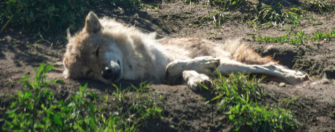 Wolf getötet im Landkreis Uelzen: Zeit für eine Regulierung?