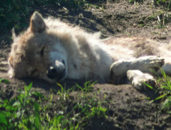 Wolf getötet im Landkreis Uelzen: Zeit für eine Regulierung?