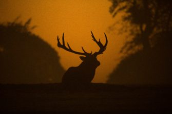 Starke Geweihe in Deutschland: Woher kommts?