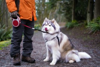 Wolf und Hund: Wie sich Hundebesitzer richtig verhalten