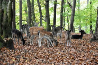 Jagdstrecke NRW 2023/2024: Schalenwild- und Niederwildbestände im Überblick