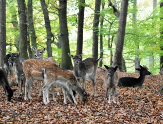 Jagdstrecke NRW 2023/2024: Schalenwild- und Niederwildbestände im Überblick