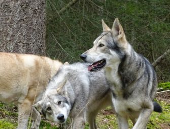 Wolfsrudel trotz Gegenstimmen zum Abschuss freigegeben