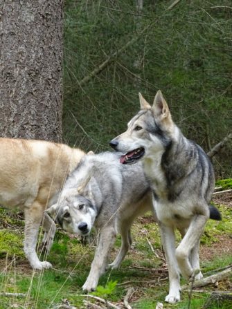 Wolfsrudel trotz Gegenstimmen zum Abschuss freigegeben