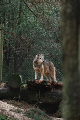 Wolf in Cuxhaven: Landkreis will Monitoring verschärfen