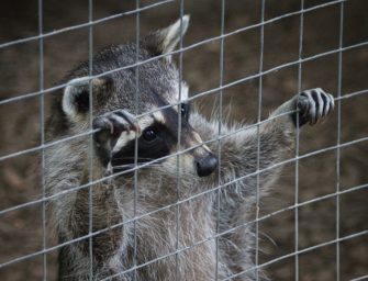 Waschbär-Plage in Ludwigshafen – der Umgang mit dem Neozoon