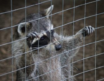 Waschbär-Plage in Ludwigshafen – der Umgang mit dem Neozoon
