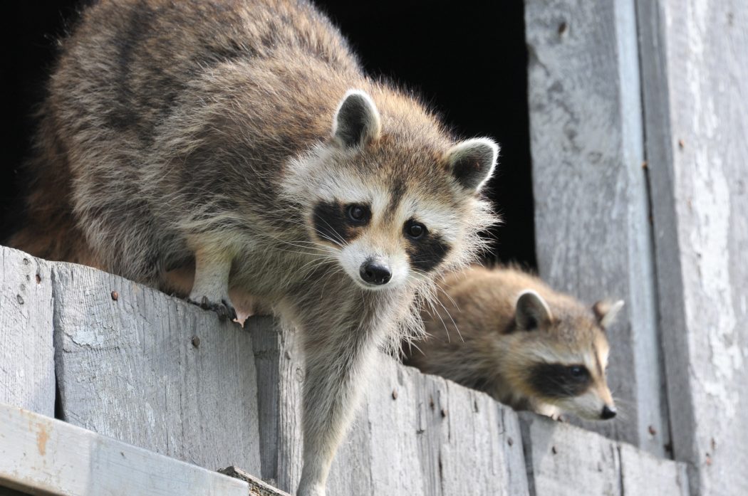 baby-raccoon-1056830_1920