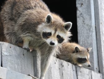 Einbruch in Altenkirchen: Waschbär als Einbrecher entlarvt!