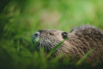 Waschbären und Nutrias im Fokus – Bejagung invasiver Arten
