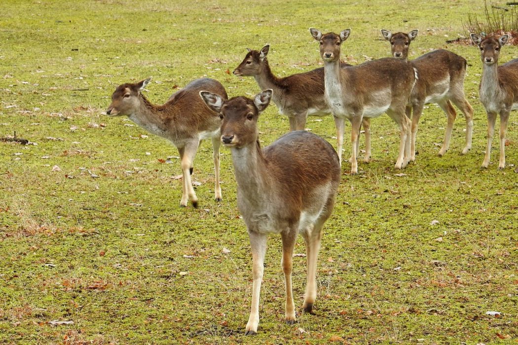 deer-1931980_1280