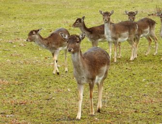 Blauzungenkrankheit: Was die Ausbreitung für Wildtiere bedeutet