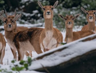 2024 Rückblick: Was hat die Jagdwelt bewegt?