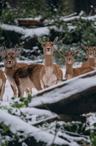 2024 Rückblick: Was hat die Jagdwelt bewegt?