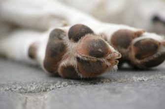 Aujeszkysche Krankheit: Jagdhund stirbt an Tierseuche
