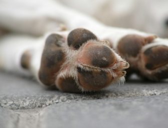 Aujeszkysche Krankheit: Jagdhund stirbt an Tierseuche