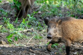 Afrikanische Schweinepest FAQ: Was genau ist die ASP?