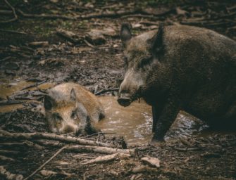 Schwarzwild-Rausche: Mythen und Irrtümer