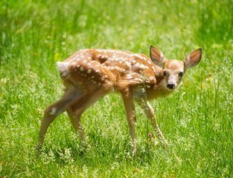 Rehe werden mit Drohnen vor dem Mähtod bewahrt
