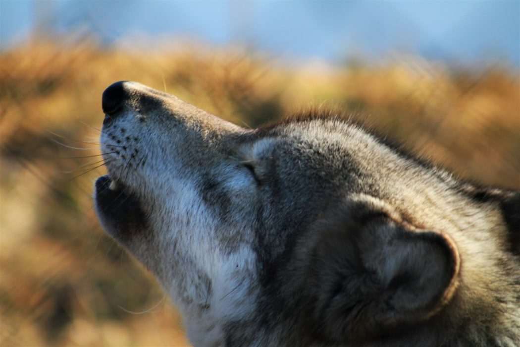 katie-currier-glbh4amOVl0-unsplash
