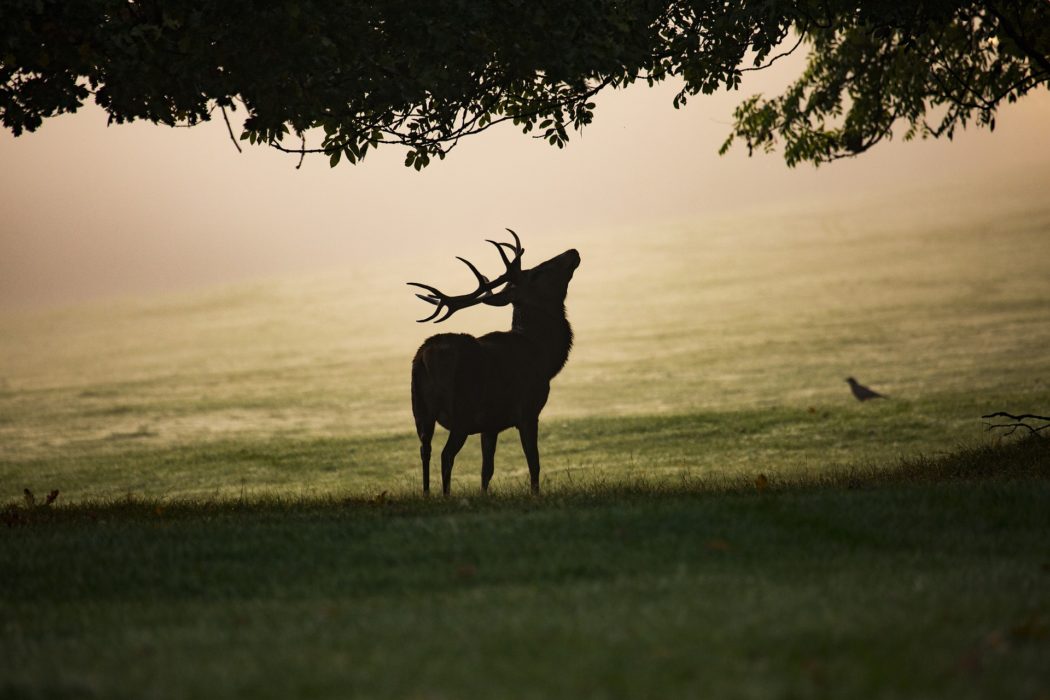 mist-4551691_1920