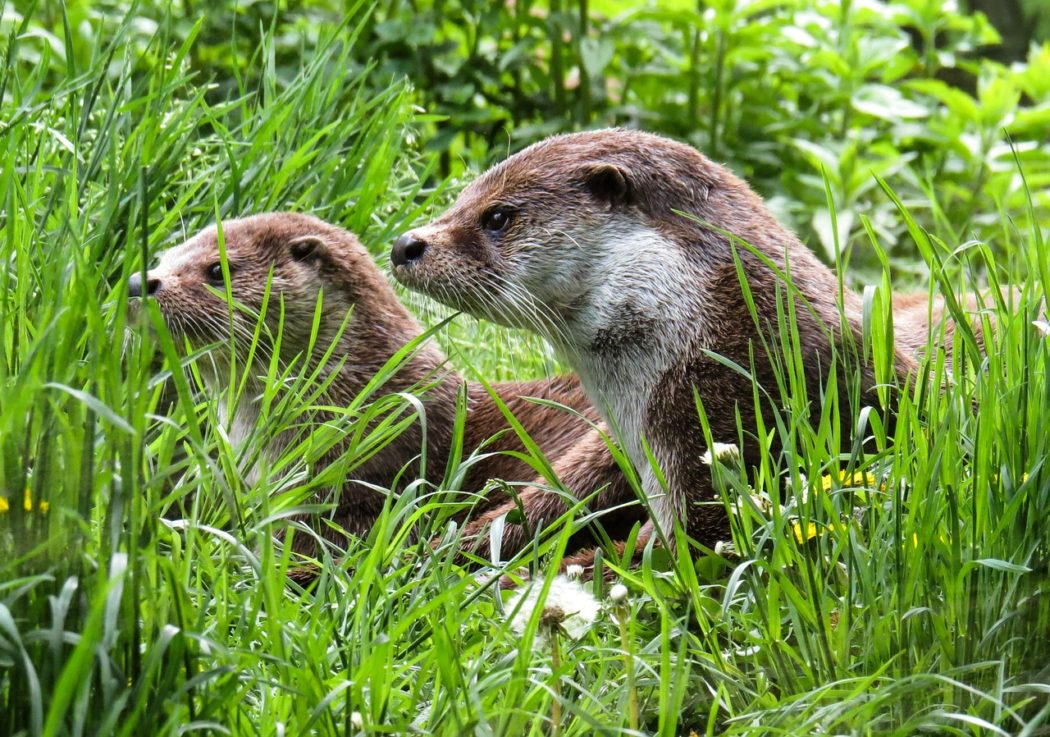 otter-779458_1280