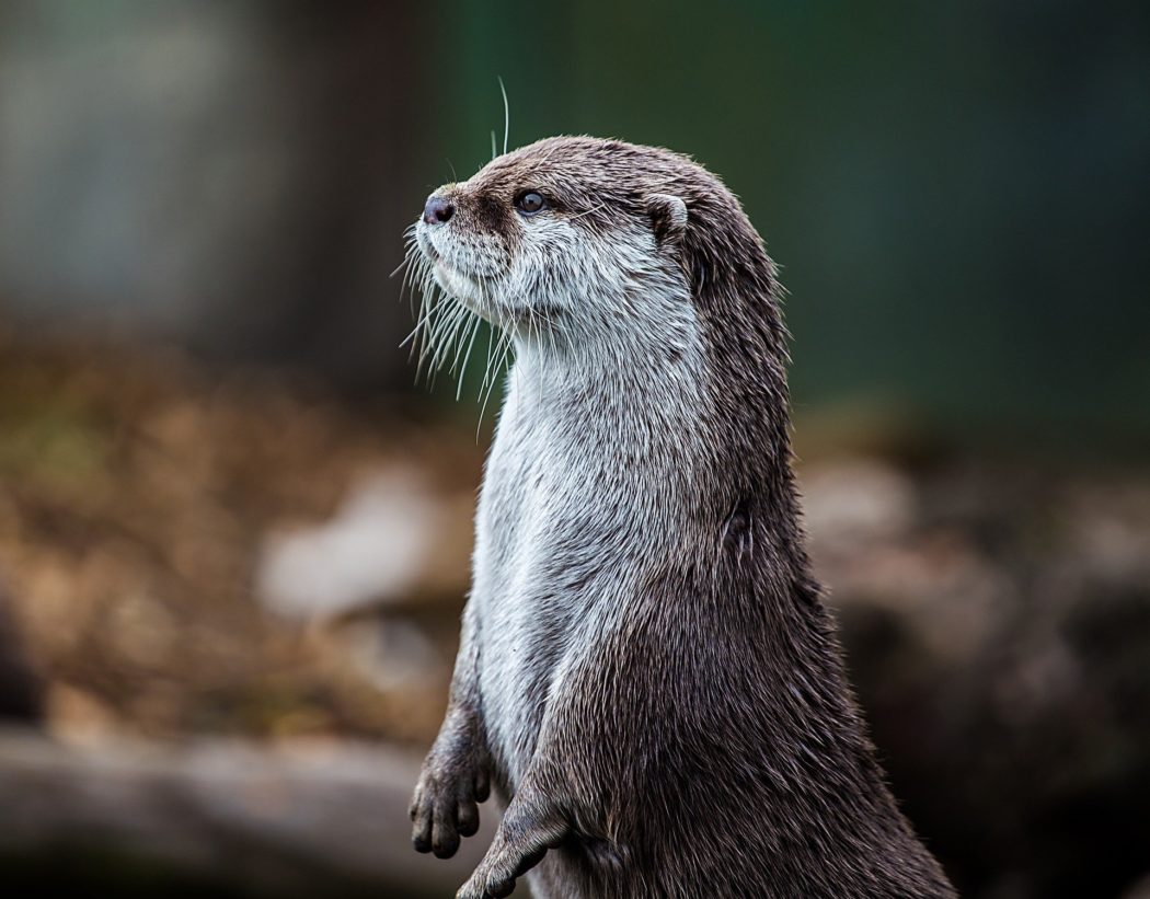 otter-7868090_1920