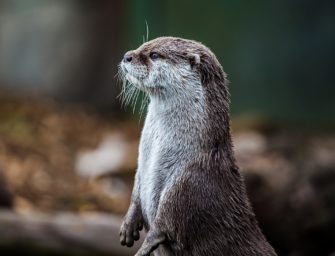 Abschussquote erhöht: Fischotter sorgt für zu große Probleme