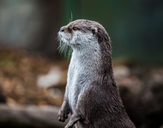 Abschussquote erhöht: Fischotter sorgt für zu große Probleme