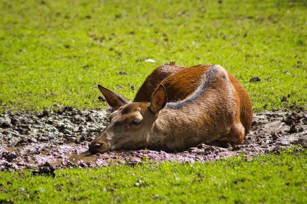 red-deer-6552365_1920