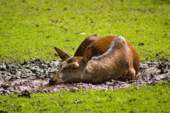 Reh wird am Straßenrand gehäutet – schon wieder Wilderei?