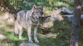 Wolf kann leichter gejagt werden: Emotionaler Diskurs wird neu befeuert