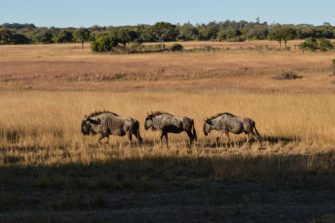 Neuer Verein für nachhaltige Entwicklung in Afrika gegründet