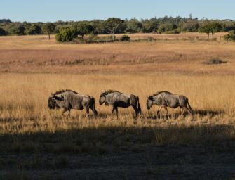 Neuer Verein für nachhaltige Entwicklung in Afrika gegründet