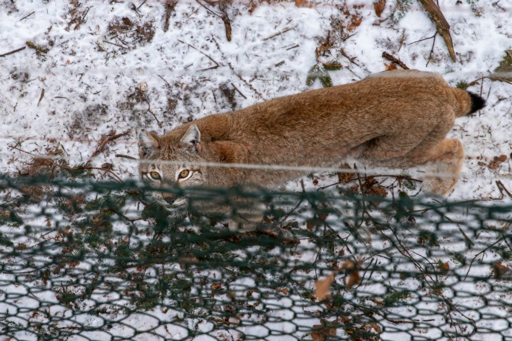 vinicius-LlDP3VTZPv8-unsplash