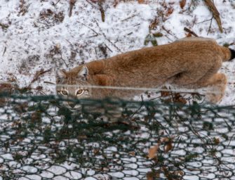 Jäger will drei Wölfe schießen – fataler Fehlabschuss!