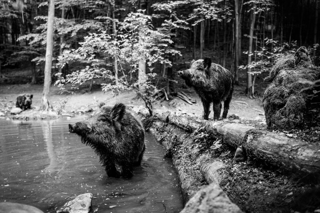 wild-boar-5219637_1920