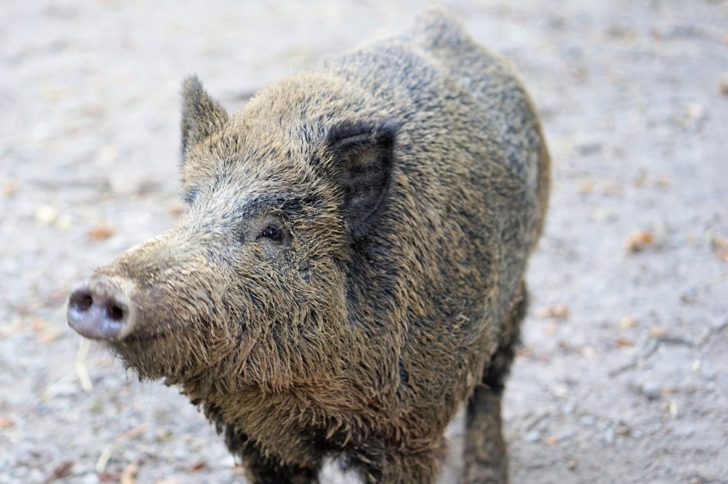 wild-boar-5691262_1920