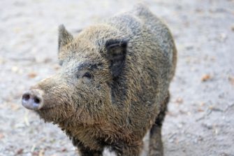 Afrikanische Schweinepest: Mehr Prämien für Abschuss von Schwarzwild