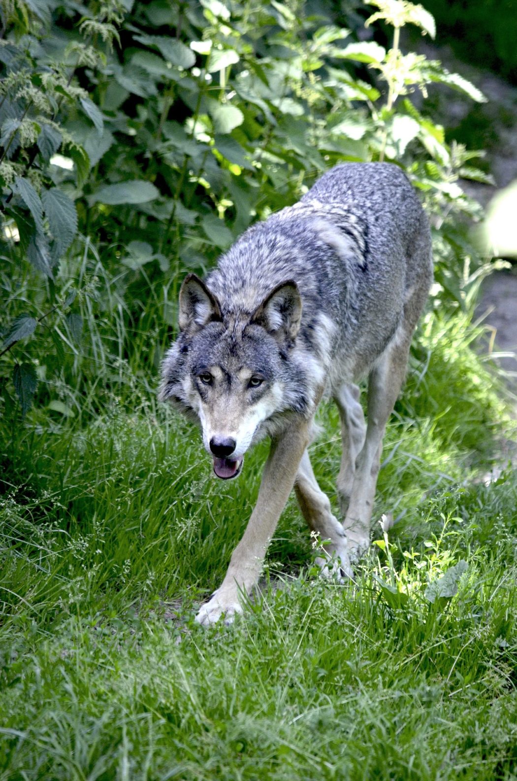 wolf-1341080_1920