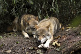 Der Wolf und sein Schutzstatus: Das aktive Wolfsmanagement rückt näher